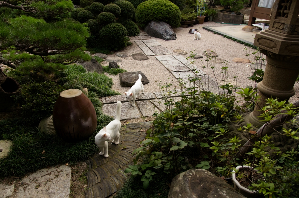 猫庭