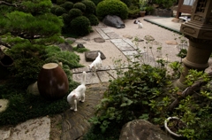 猫庭