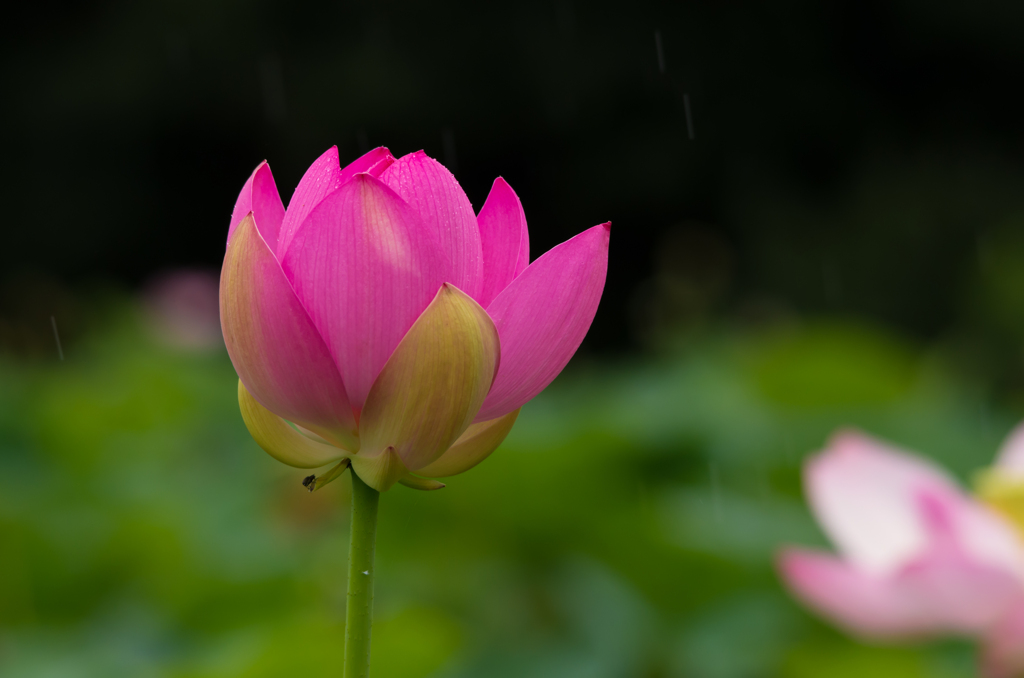 待ち望んだ雨