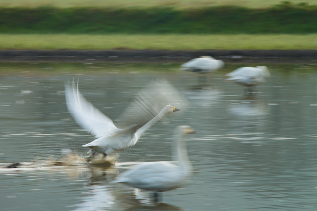 (白鳥)流し撮り