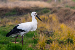 雨の日のコウノトリ１