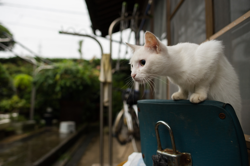 雨が止むのを待っている