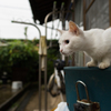 雨が止むのを待っている