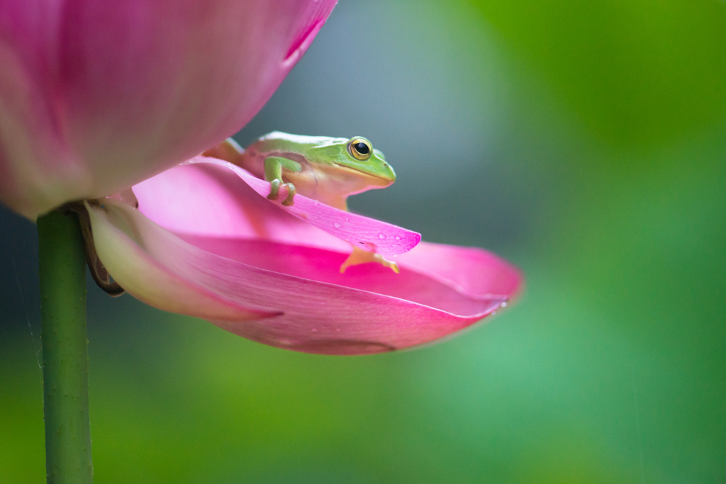 蓮と蛙の季節 by いしはらやすひろ （ID：3572140） - 写真共有サイト:PHOTOHITO