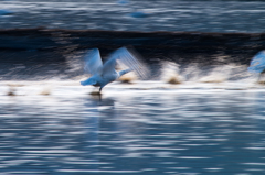 白鳥流し撮り③