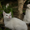 猫庭