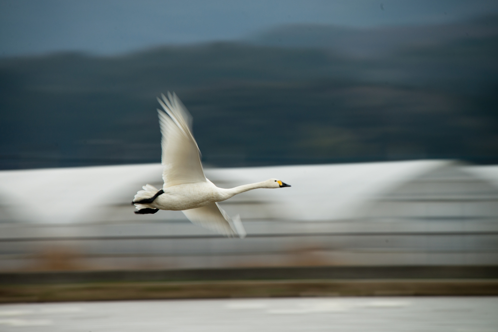 白鳥流し撮り①