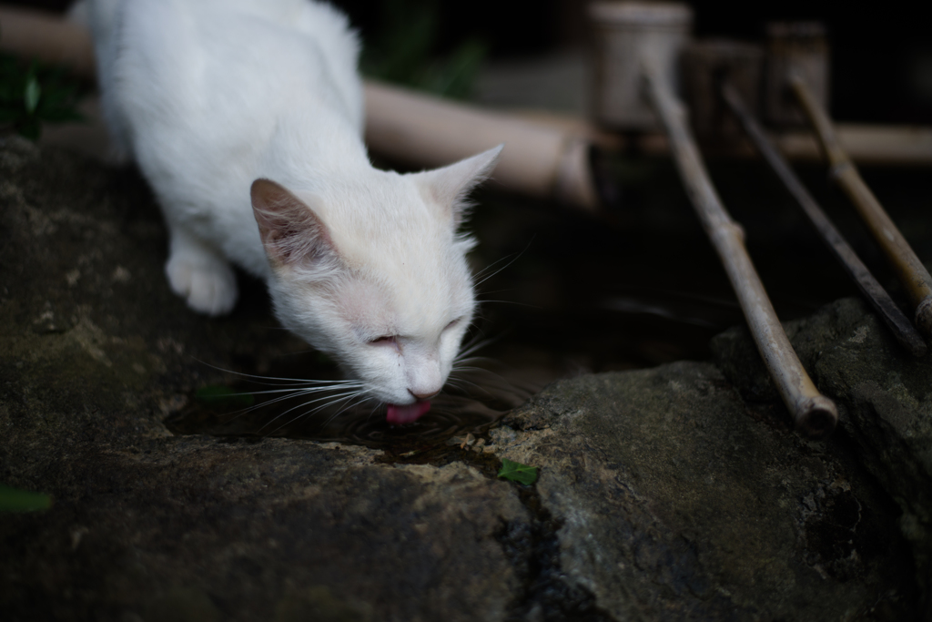 和猫