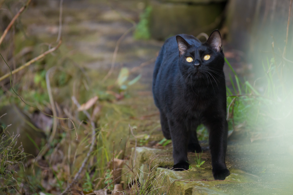 近所の猫①