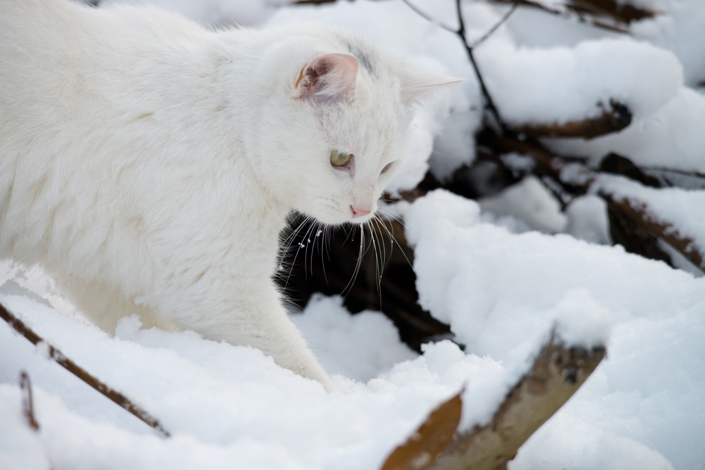 雪山探索中