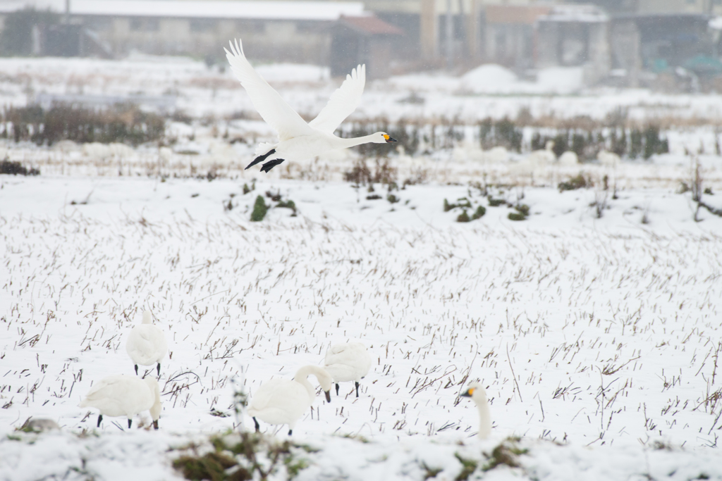 雪と白鳥①