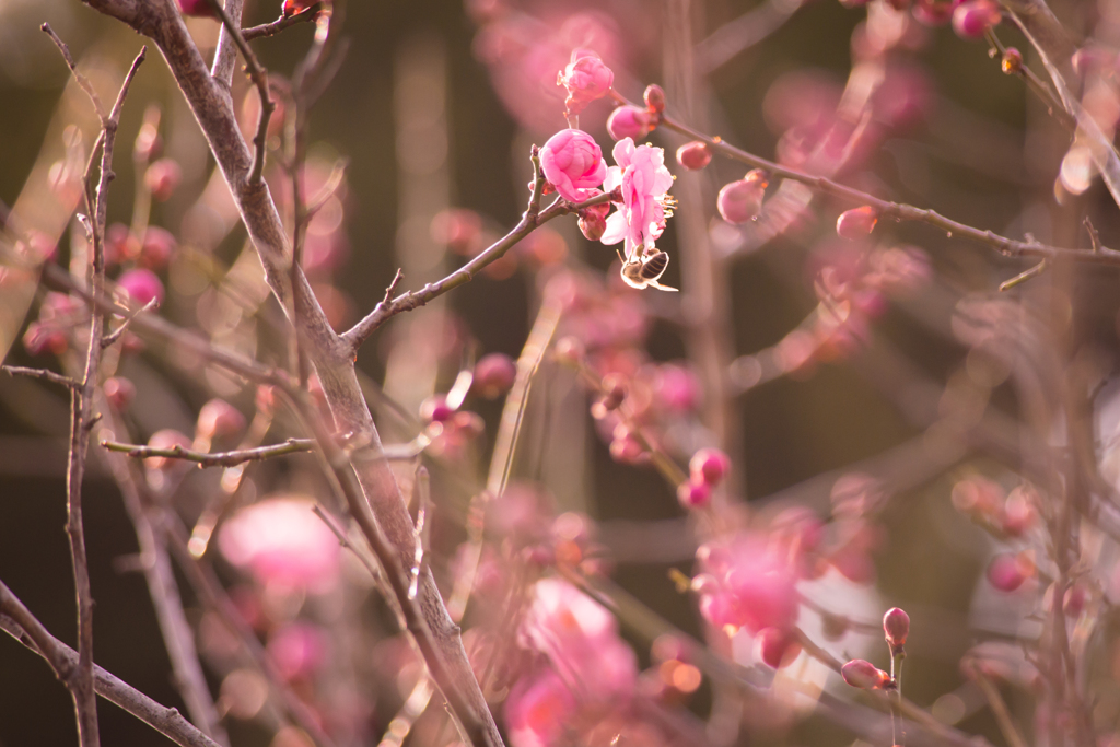 春の匂いに