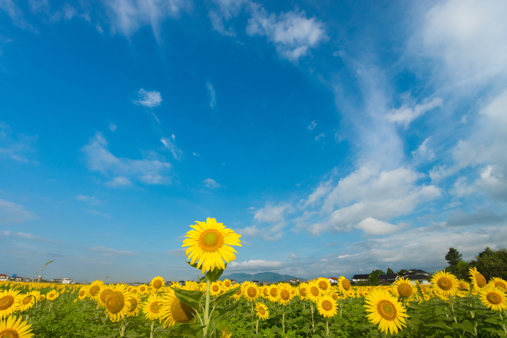 会いたかったぜ太陽!!