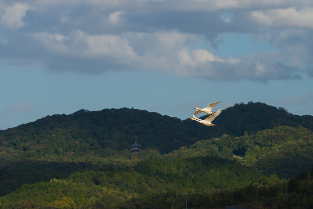 白鳥の居る風景