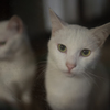 試写(シグマ35mm F1.4 DG HSM)
