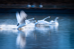 白鳥流し撮り④～閃光