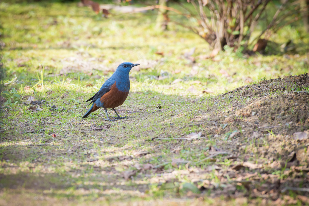 我が家で会える野鳥たち～イソヒヨドリ