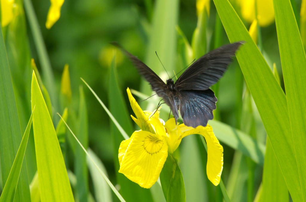 この花に!!