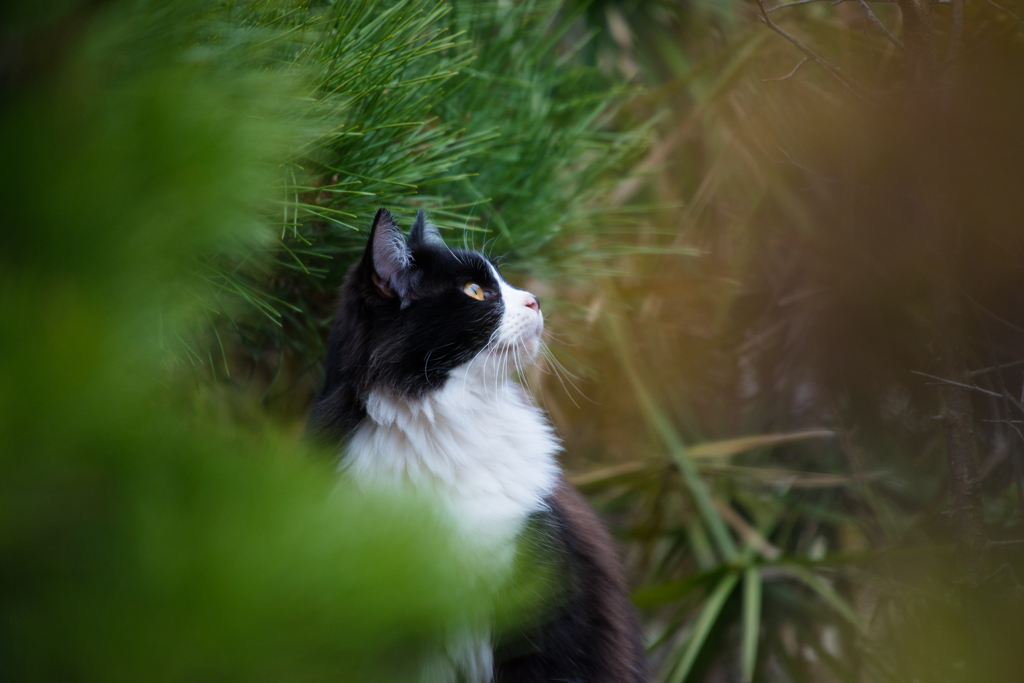 超望遠で猫撮影①