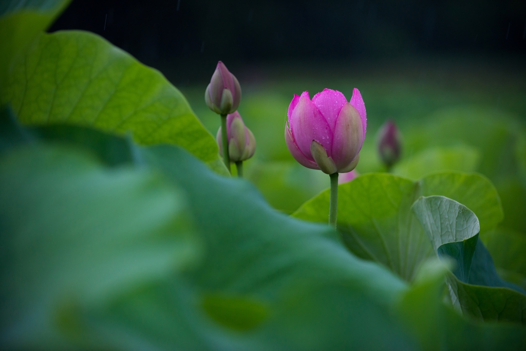 雨に打たれて②