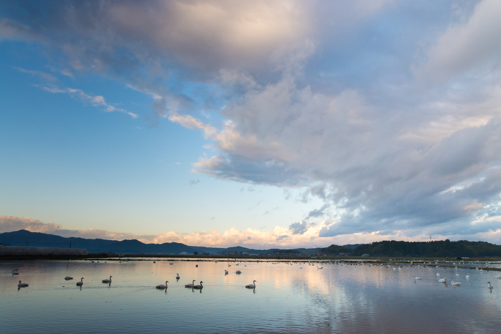 白鳥のいる風景