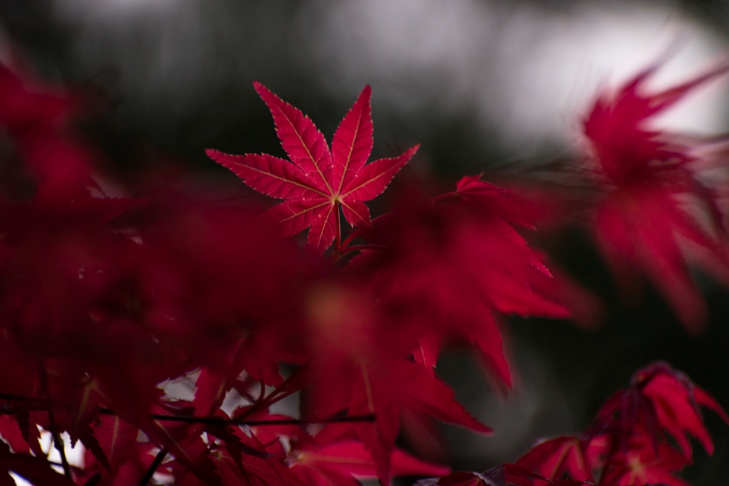 新紅の季節