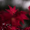 新紅の季節