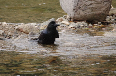 カラスの行水