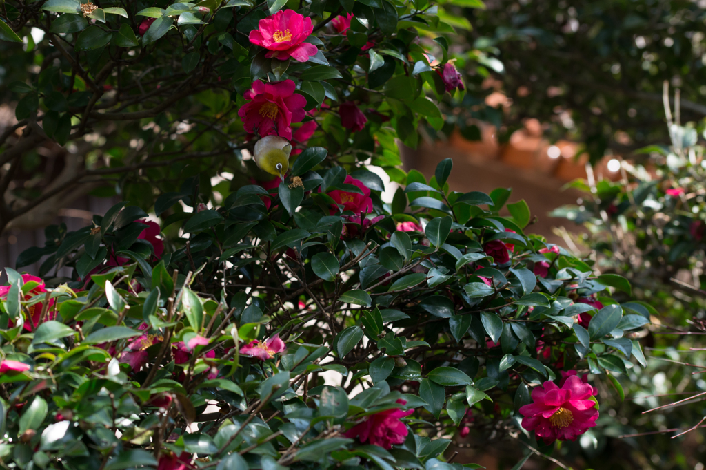 次は、どの花？