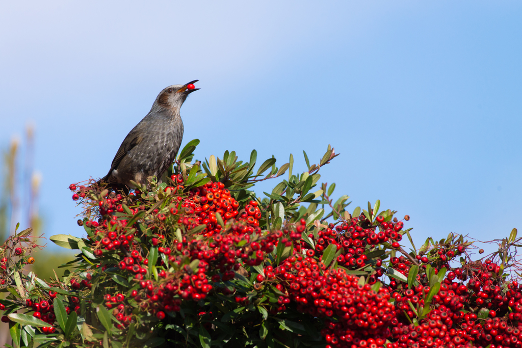 我が家で会える野鳥たち～ヒヨドリ