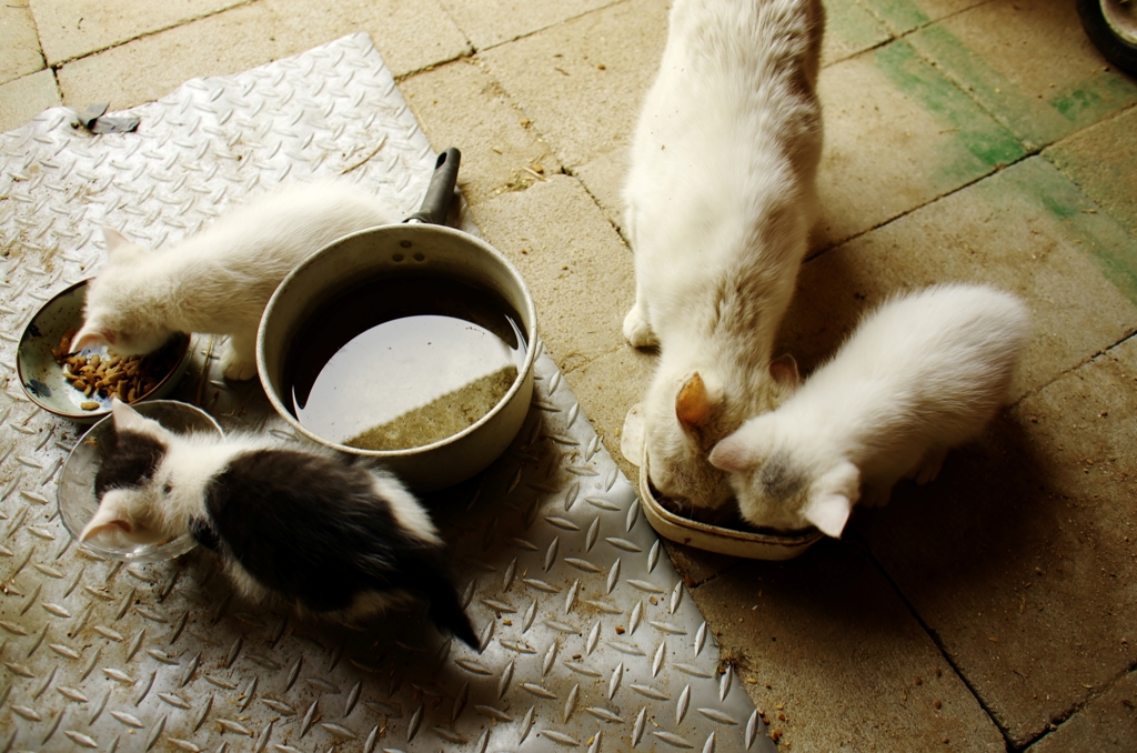 家族の食卓