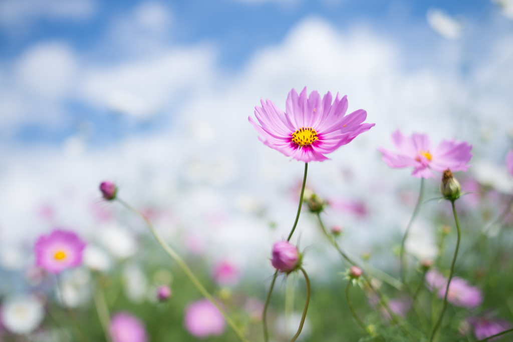 秋の桜