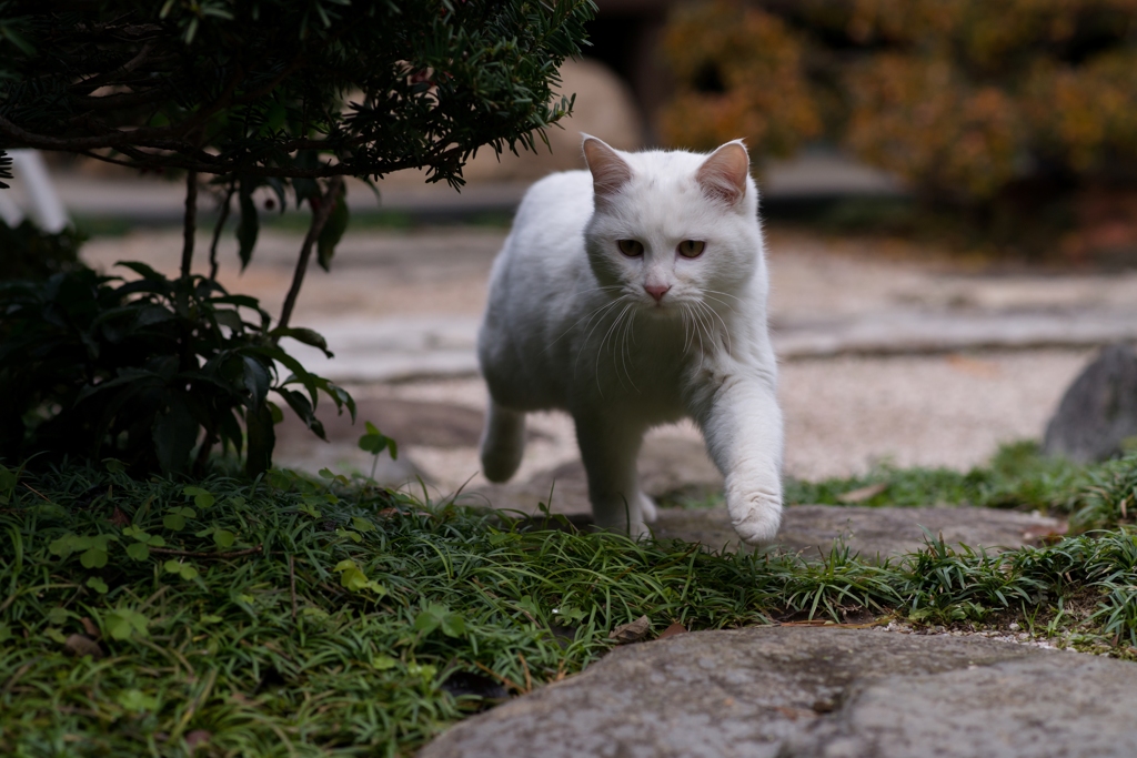 ふわり