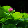 夏の花