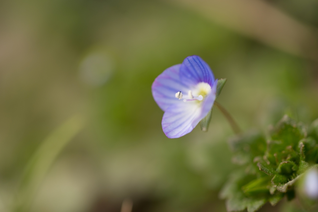 季節の花～オオイヌノフグリ