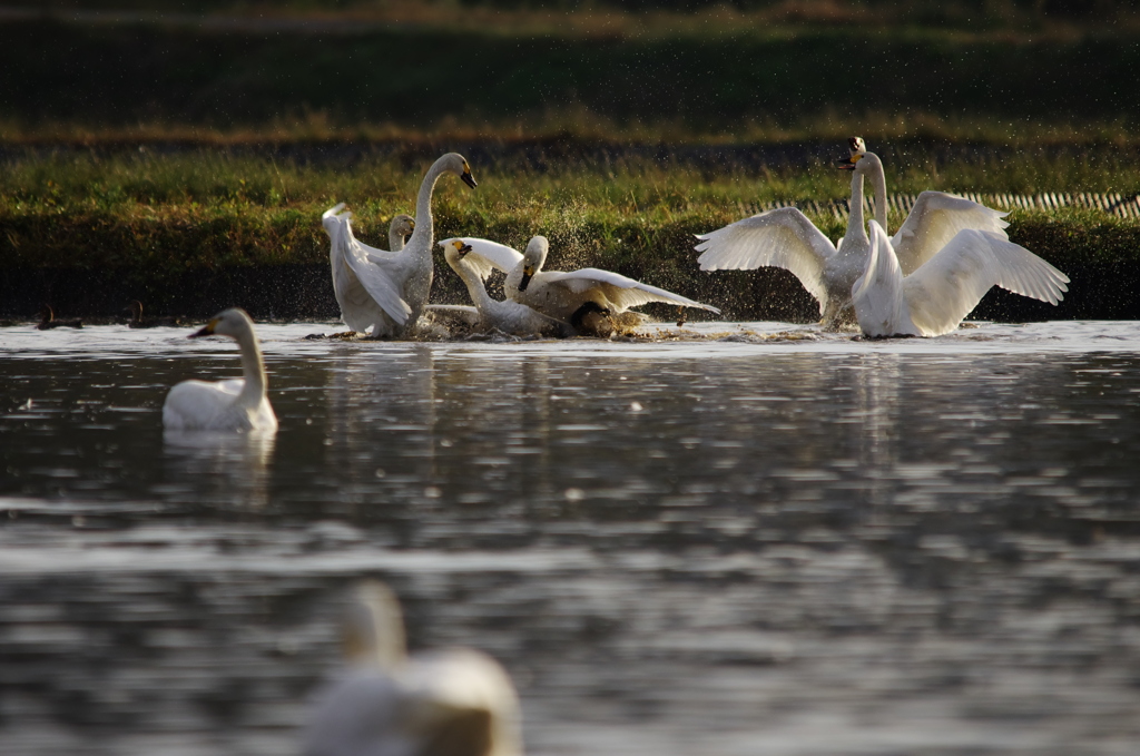 Battle Of The Swans