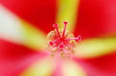 紅葉葵～マクロ