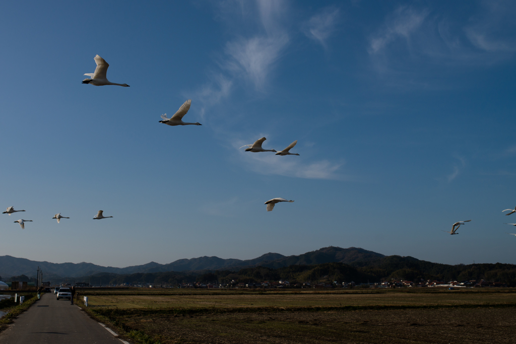 田園