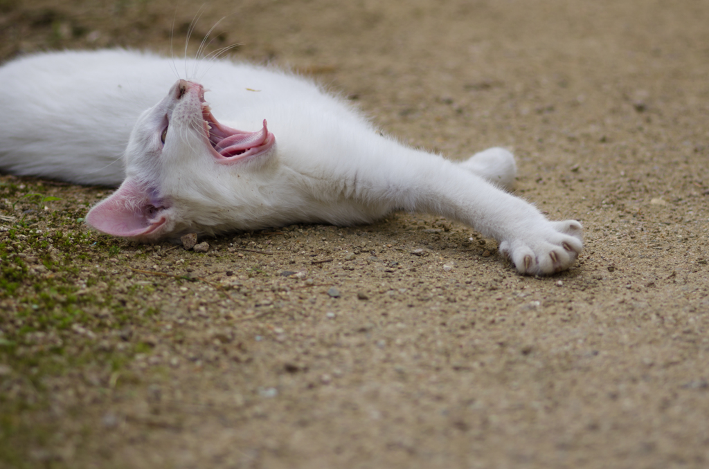 猛獣の顔