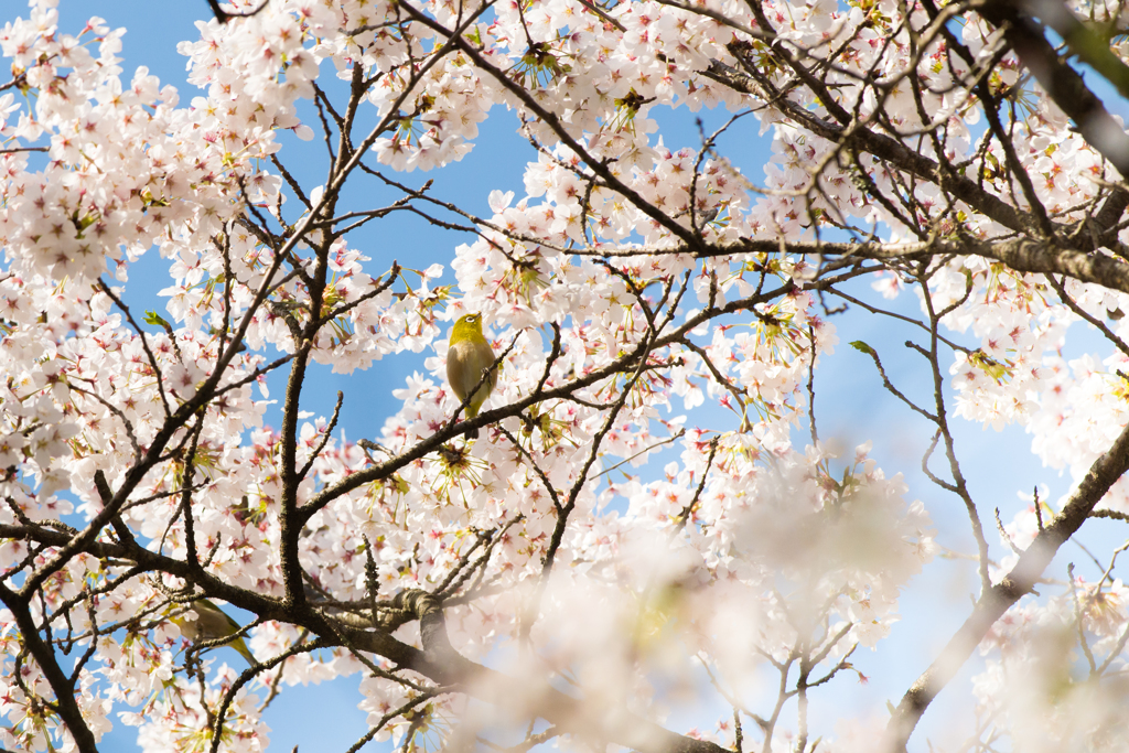 桜とメジロ①