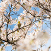 桜とメジロ①