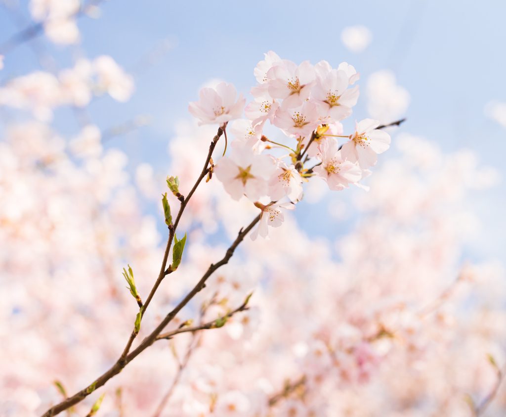 春の風