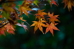 雫、落ちるよ