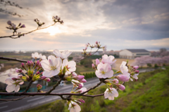 桜の咲く頃