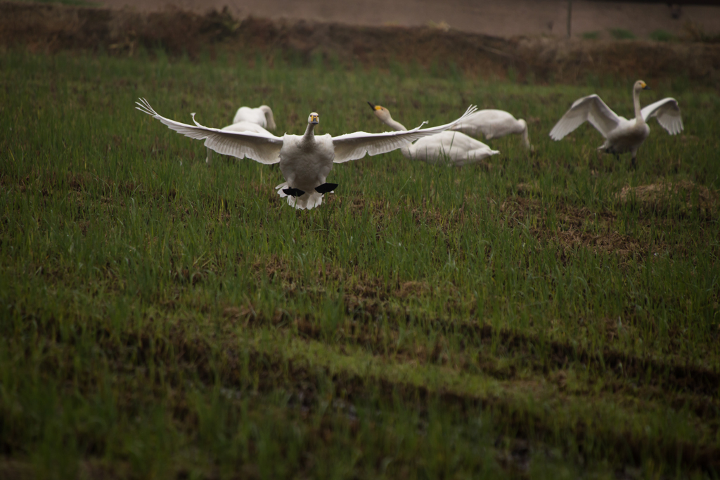 Landing②