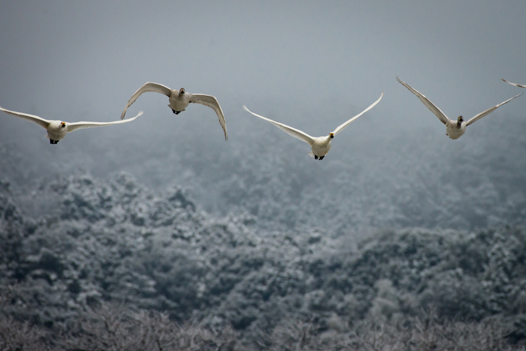 雪と白鳥⑤