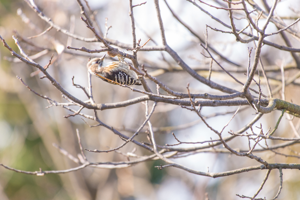 我が家で会える野鳥たち～コゲラ