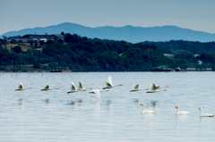宍道湖の白鳥