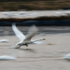 白鳥流し撮り①