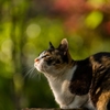 三毛猫